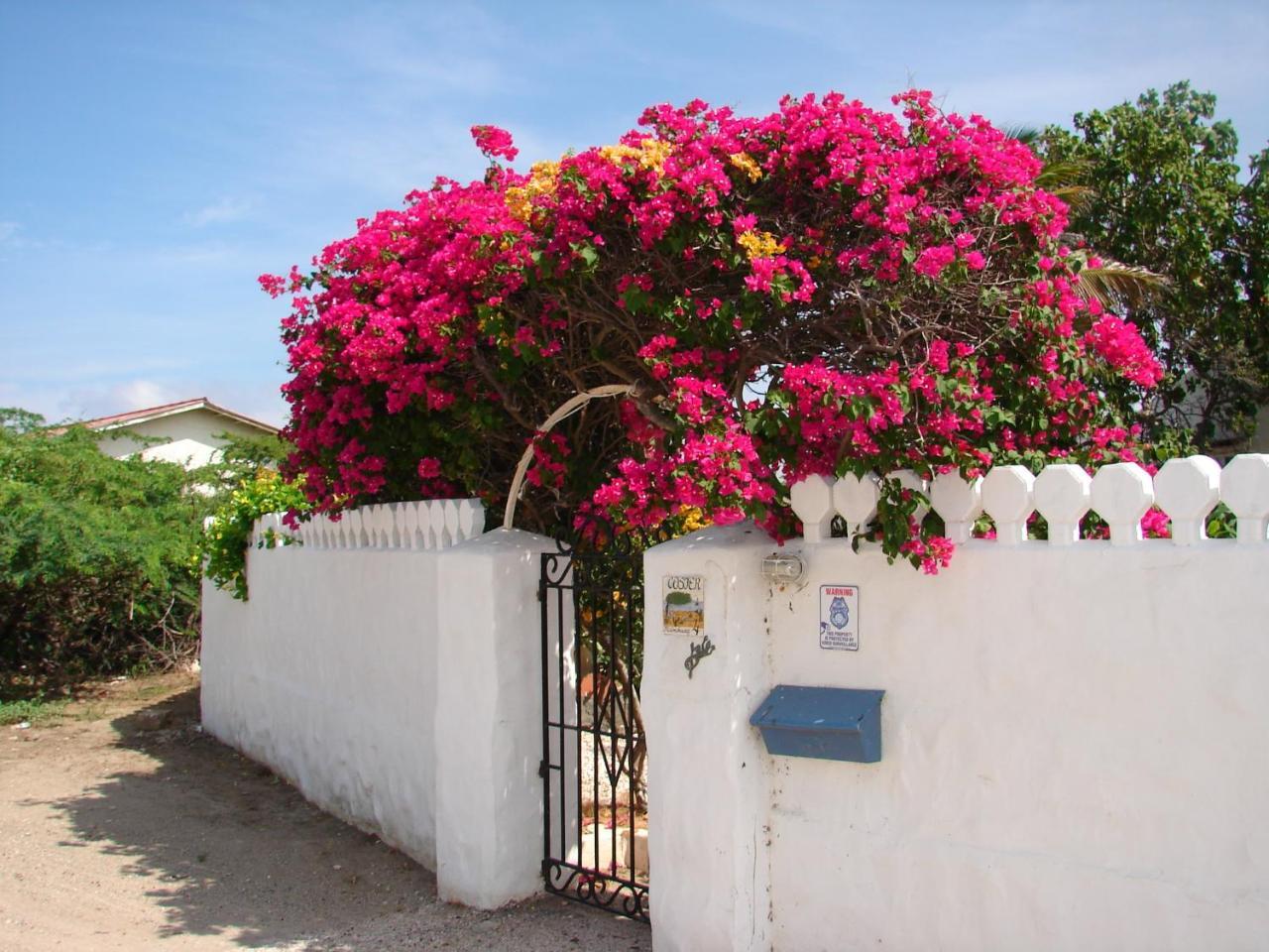 Villa Bougainvillea Aruba, The Tango Suite Palm Beach Eksteriør billede