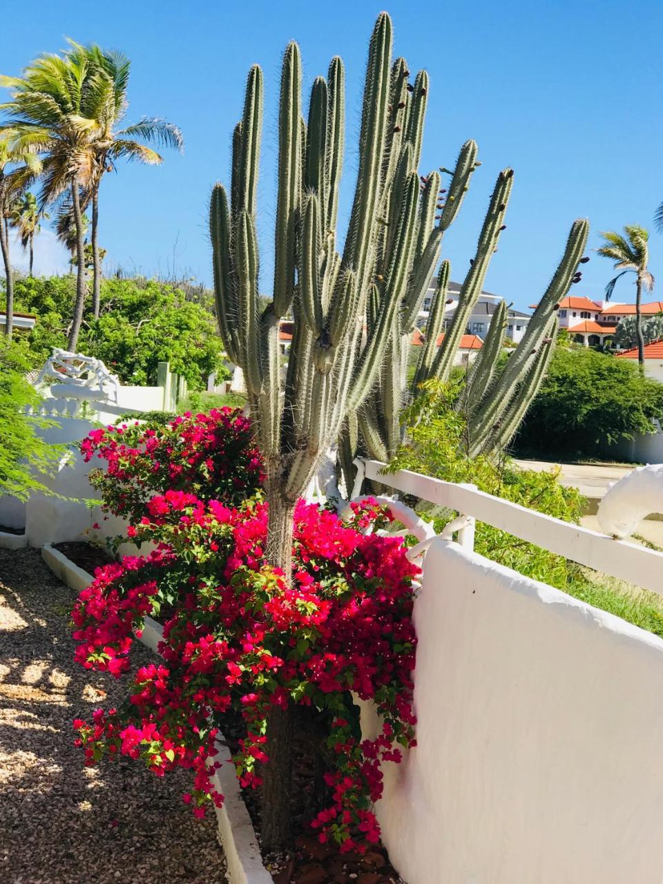 Villa Bougainvillea Aruba, The Tango Suite Palm Beach Eksteriør billede